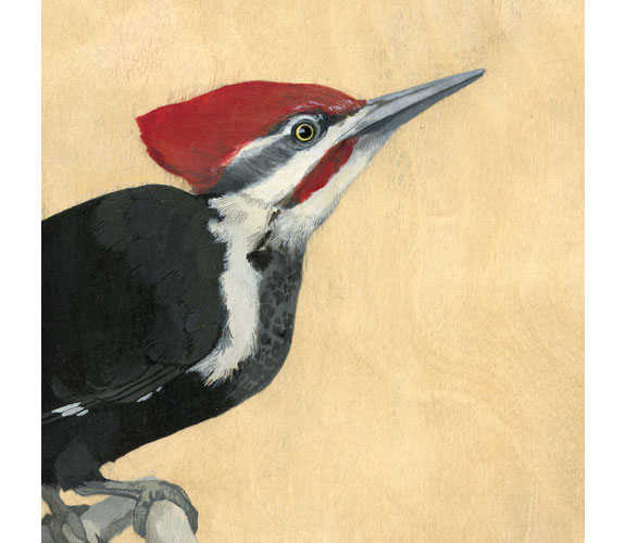"Pileated Woodpecker" by Kristen Etmund